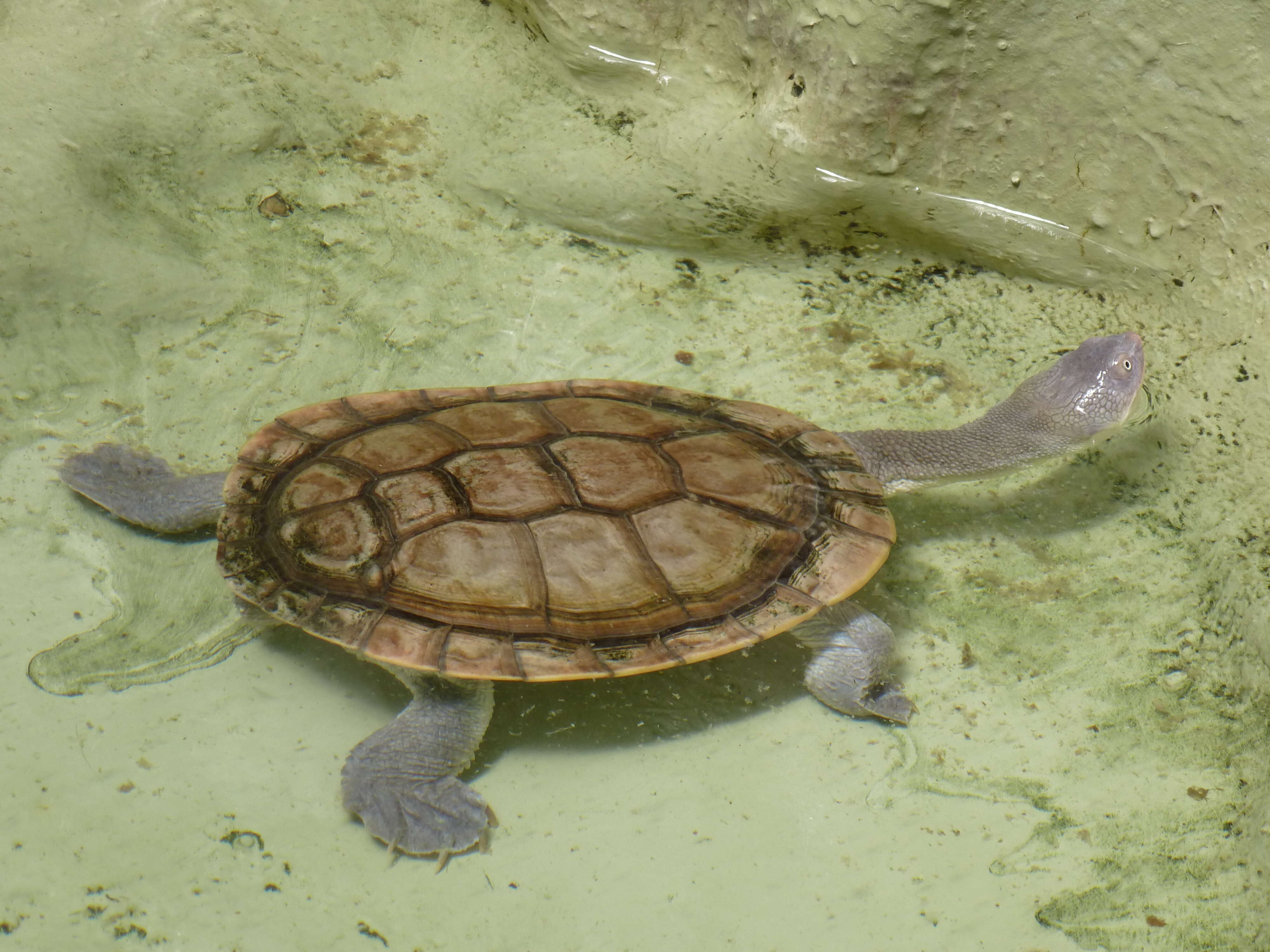 Image of Roti Island Snake-necked Turtle