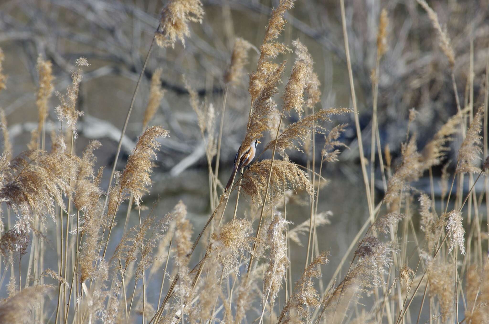 Plancia ëd Panuridae