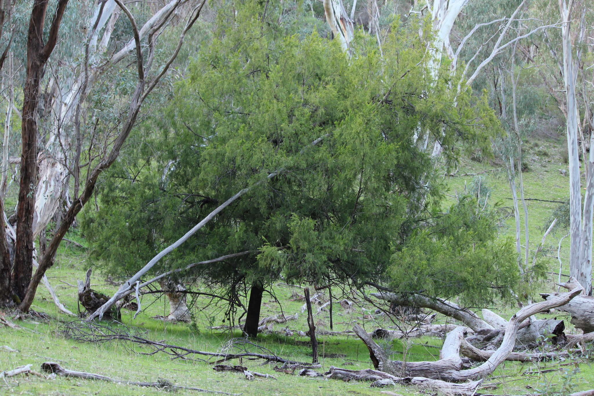 Image of Exocarpos cupressiformis Labill.