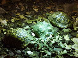 Image of Typical Tortoises