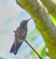 Image de Saucerottia cyanura (Gould 1859)