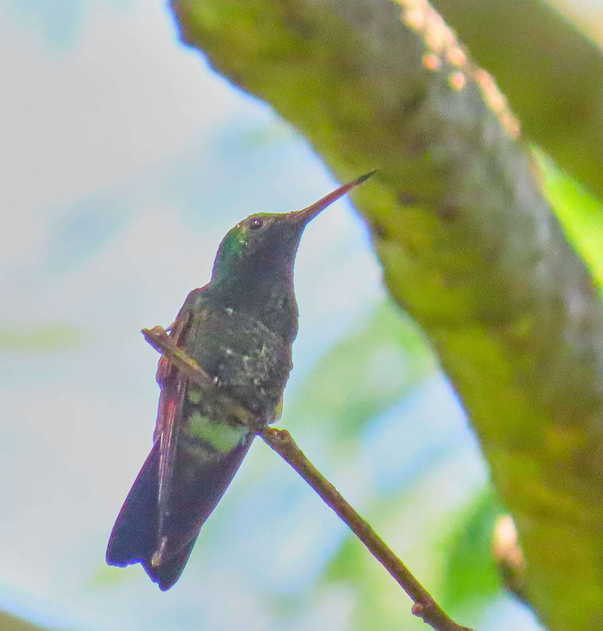 Image of Blue-tailed Hummingbird