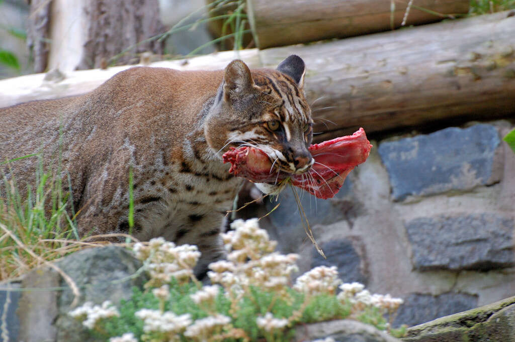 Image of Pardofelis temminckii