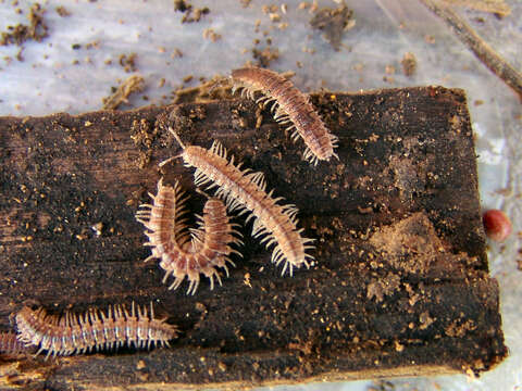 Image of Pseudopolydesmus pinetorum (Bollman 1888)