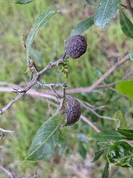 صورة Asphondylia dodonaeae Kolesik 1995