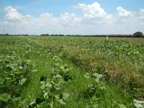 Image of mung bean