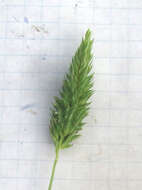 Image of Carolina canarygrass