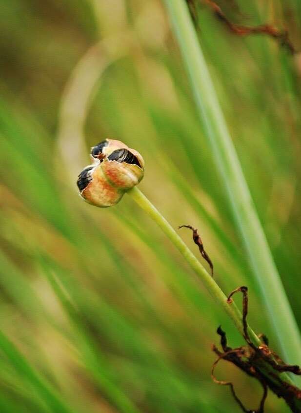 Image of Habranthus gracilifolius Herb.