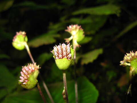 Sivun Epithema sarawakense Hilliard & B. L. Burtt kuva