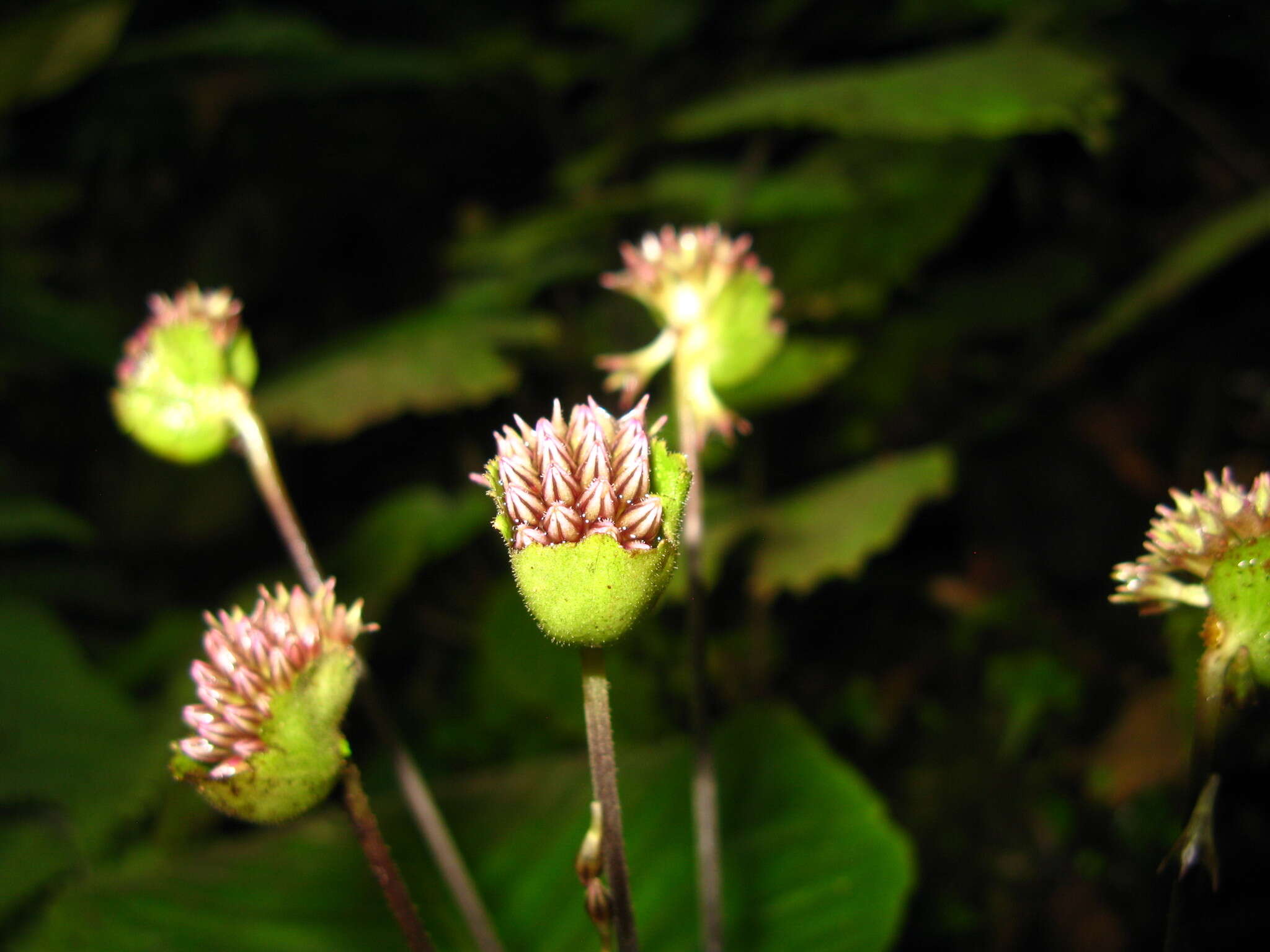 Plancia ëd Epithema sarawakense Hilliard & B. L. Burtt