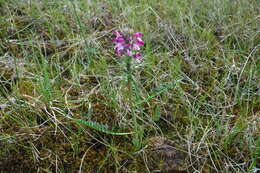 Image of Sudetic Lousewort