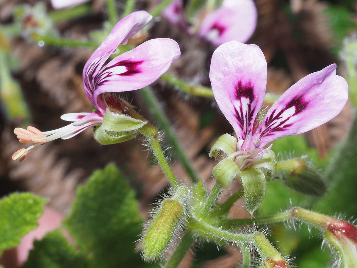 Image of Pelargonium papilionaceum (L.) L'Her. ex Ait.