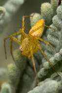 Image of Oxyopes punctatus L. Koch 1878