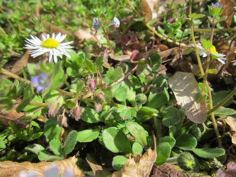 Image of ivy-leaved speedwell