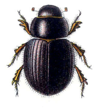 Image of Aegialiidae