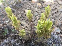 Image of <i>Castilleja <i>pilosa</i></i> var. pilosa