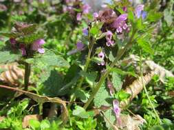 Image of ivy-leaved speedwell