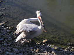 Image of Dalmatian Pelican