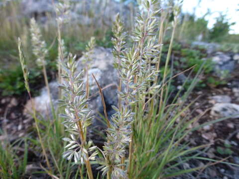 Image of Eurasian Junegrass