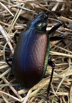 صورة Calosoma (Calosoma) oceanicum Perroud & Montrouzier 1864