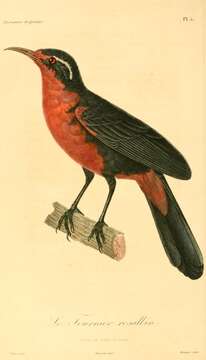 Image of Rhodinocichla Hartlaub 1853