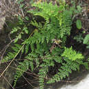 Image of Alabama lipfern