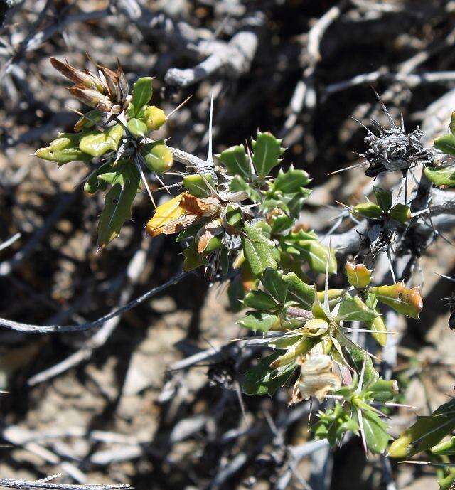 Blepharis capensis (L. fil.) Pers. resmi