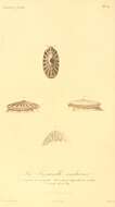 Image of Fissurella radiosa Lesson 1831