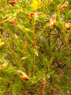 Image of Aspalathus arida subsp. procumbens (E. Mey.) R. Dahlgren