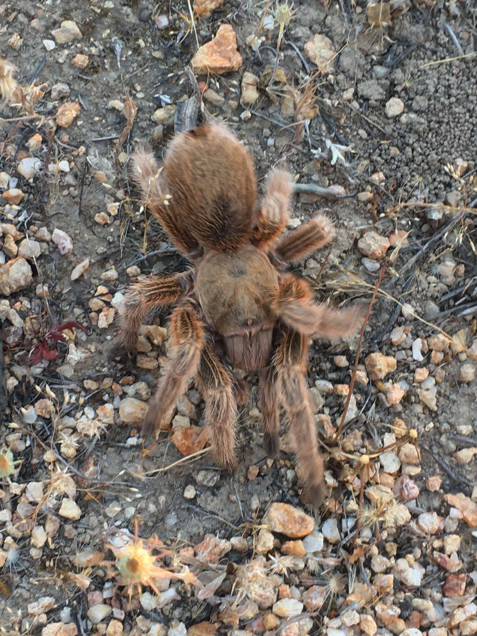 Image of Chilean Rose Tarantula