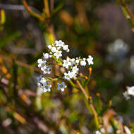 Image of Logania linifolia Schltdl.