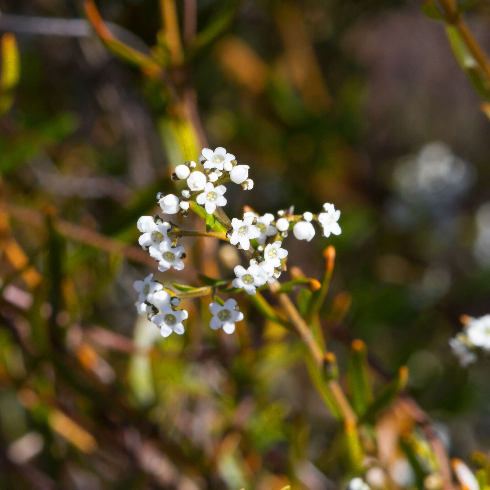 Plancia ëd Logania linifolia Schltdl.