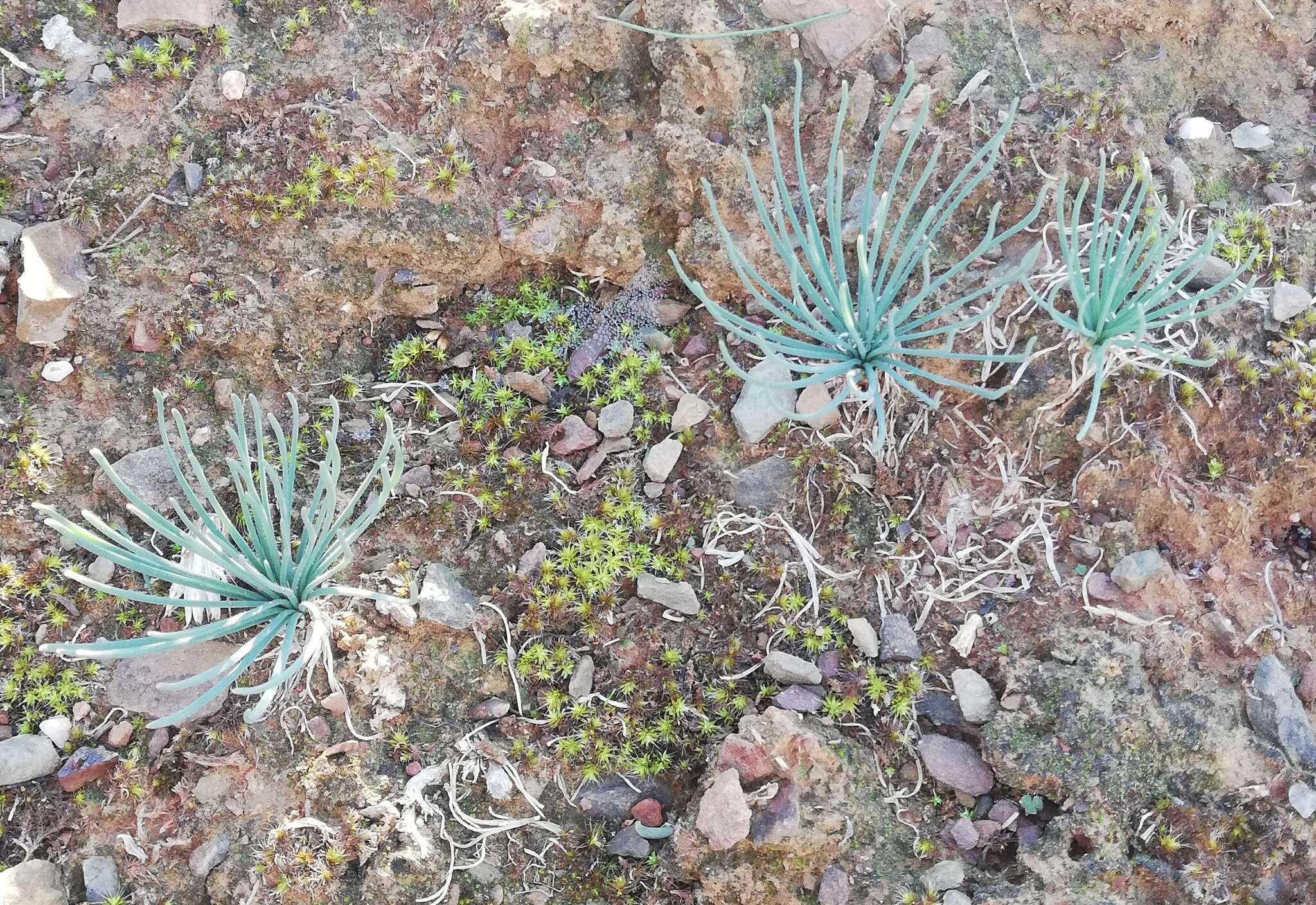 Imagem de Albuca namaquensis Baker