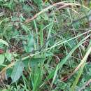 Image of Common hawkweed