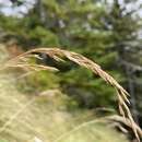 Image of Cain's reedgrass