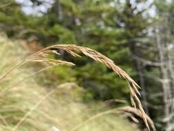 Image de Calamagrostis cainii Hitchc.