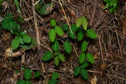 Image of Dumasia truncata Siebold & Zucc.