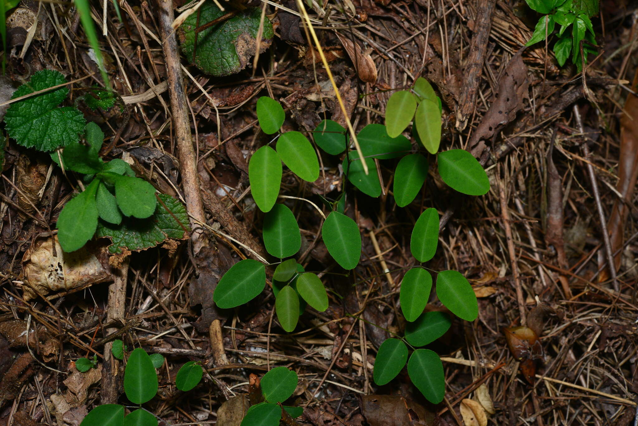 Image of Dumasia truncata Siebold & Zucc.