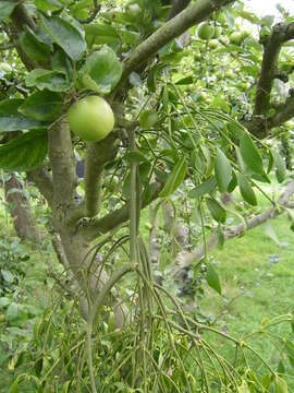 Image of European mistletoe