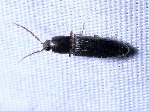 Image of Pasture Wireworm