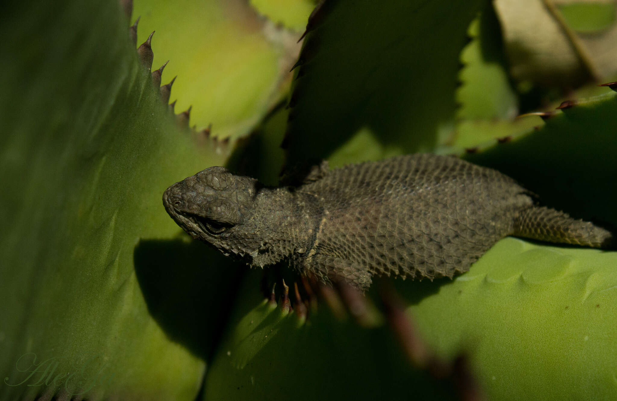 Sivun Sceloporus dugesii Bocourt 1873 kuva