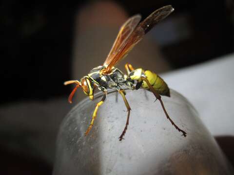 Image of Wasp