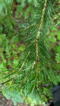 Image of subalpine fir