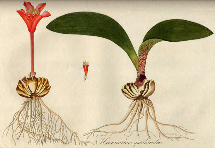 Imagem de Haemanthus pubescens L. fil.