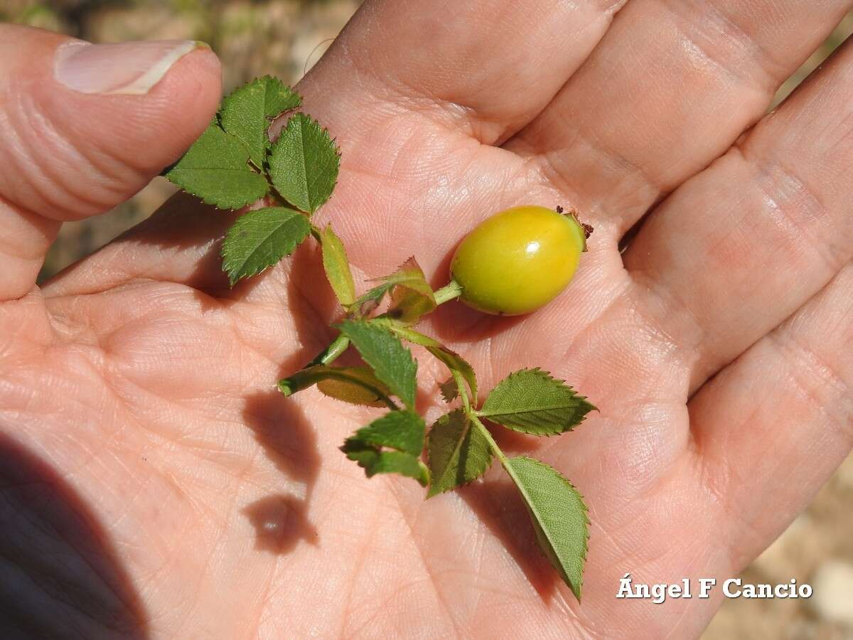 Image of Rosa andegavensis Bast.