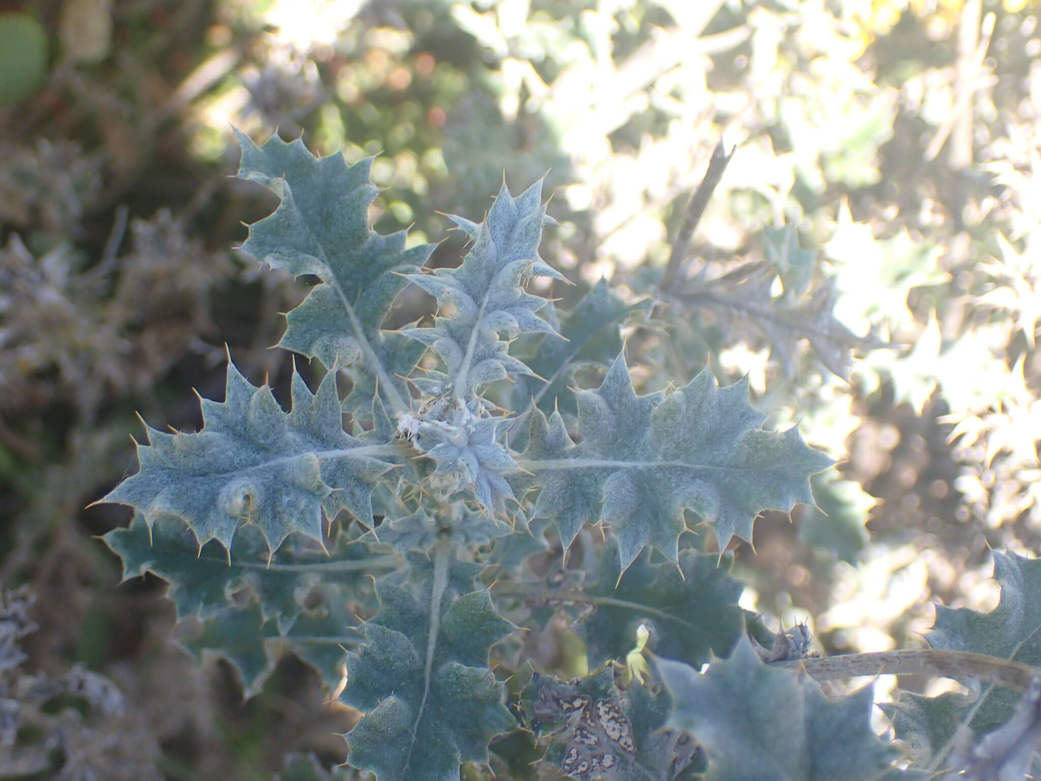 Image of prickly gousblom