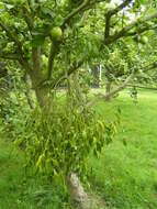 Image of European mistletoe