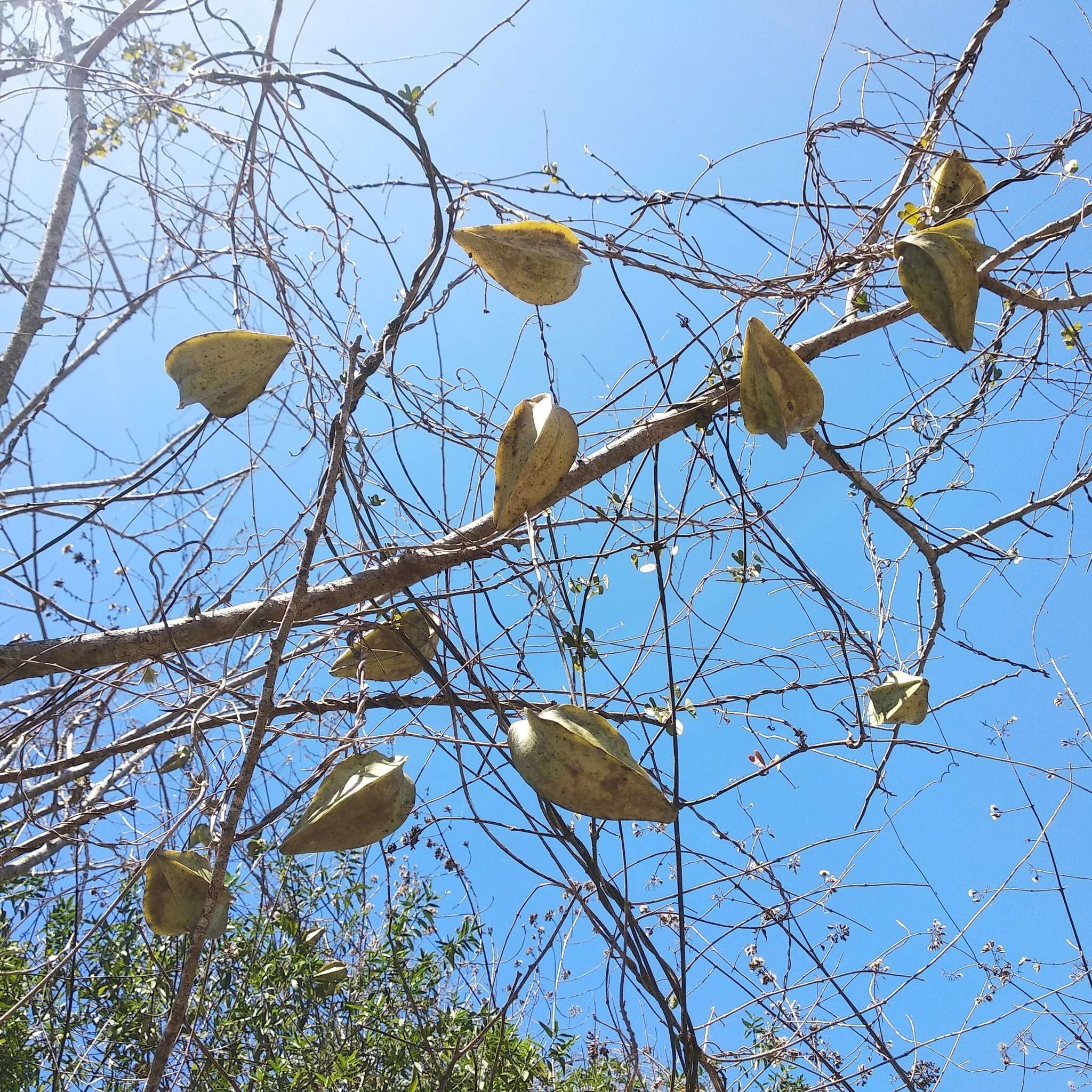 Plancia ëd Gonolobus naturalistae