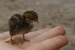 Image of Coturnix chinensis