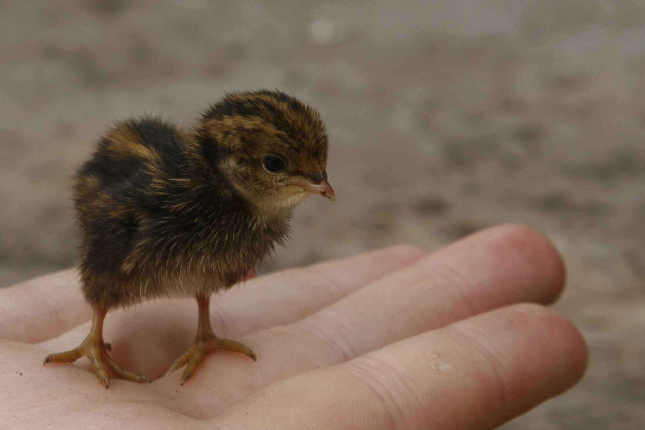 Image of Coturnix chinensis